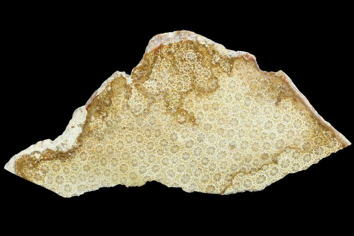 Polished, Fossil Coral Slab - Indonesia #121933